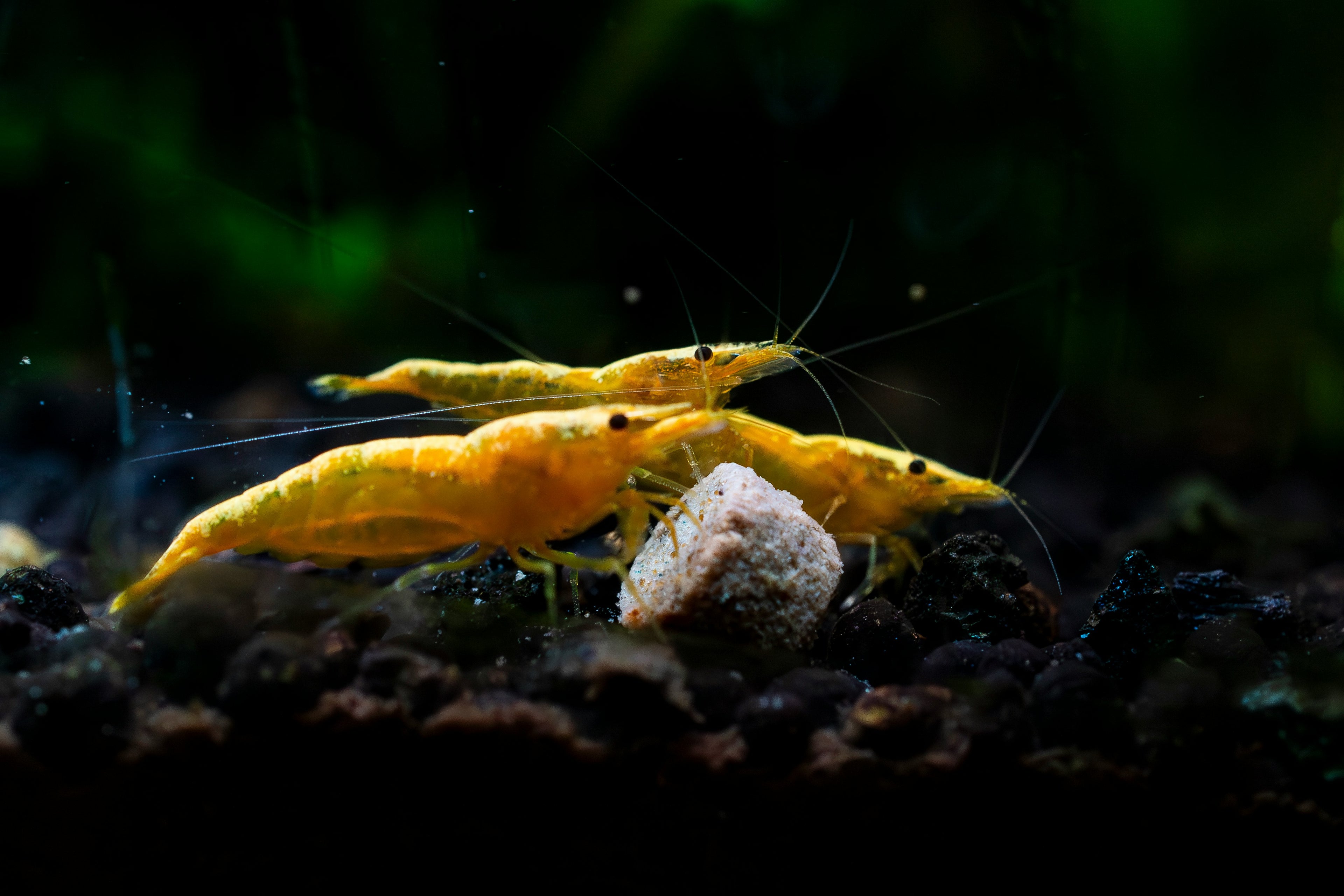 Ariasol Shrimp Starter Kit