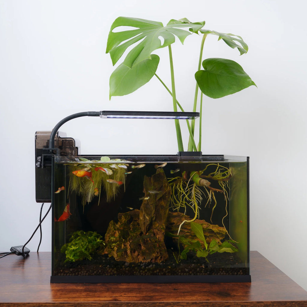 Ariasol aquarium starter kit set up with live plants