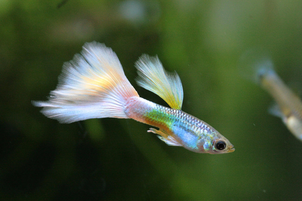 Ariasol Guppy Starter Kit