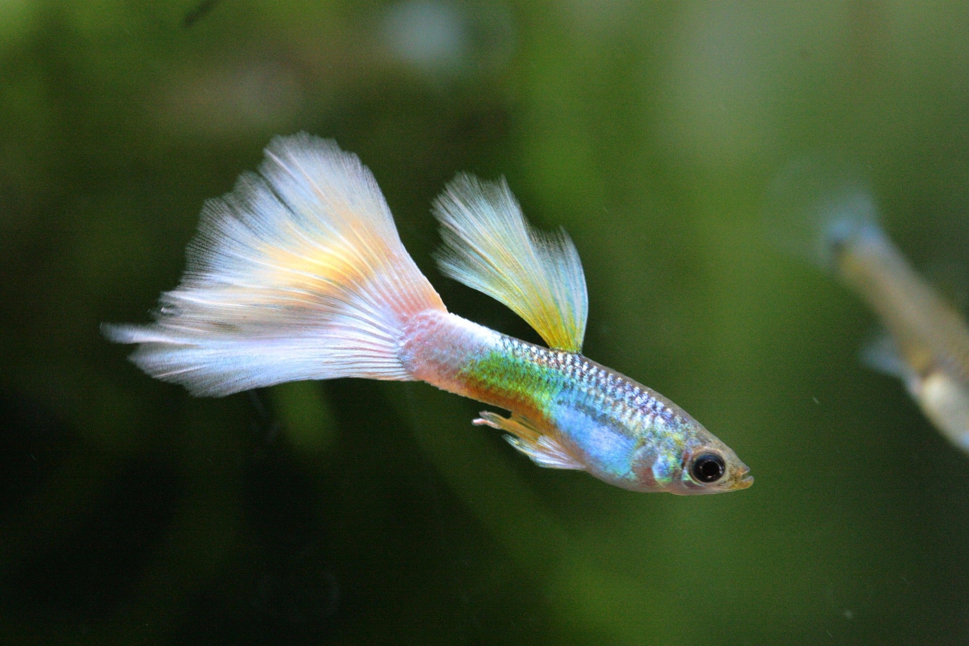 Ariasol Guppy Starter Kit