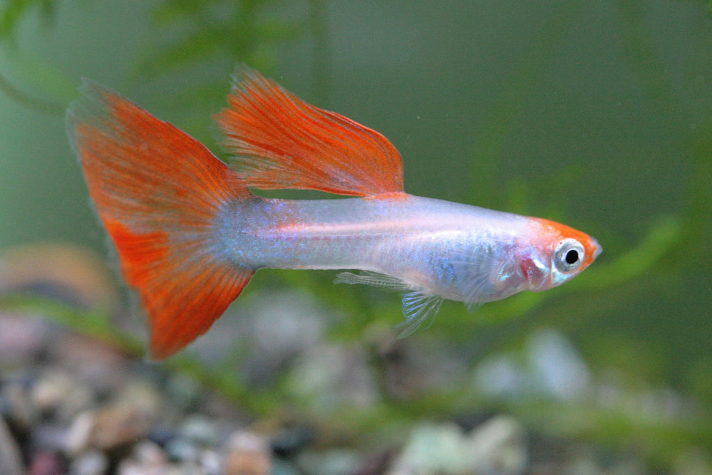 Ariasol Guppy Starter Kit