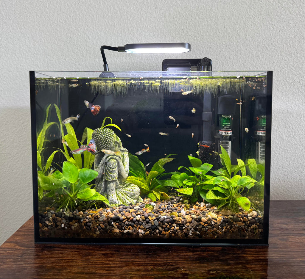 Ariasol Shrimp Starter Kit