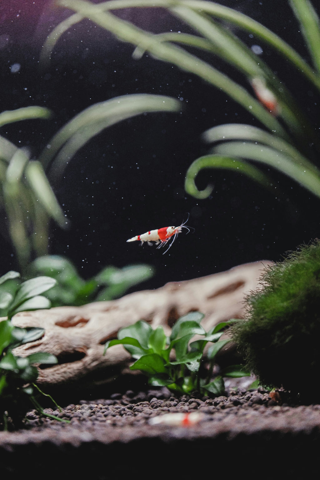 Ariasol Shrimp Starter Kit